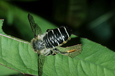Blattschneiderbiene