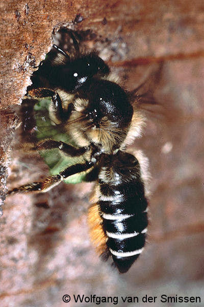 Blattschneiderbiene Megachile lapponica Weibchen