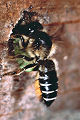 Blattschneiderbiene Megachile lapponica Weibchen