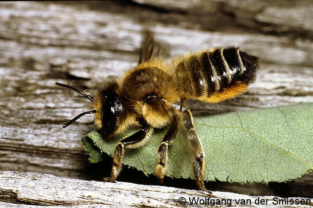 Blattschneiderbiene Megachile willughbiella Weibchen