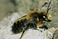 Blattschneiderbiene Megachile willughbiella Männchen