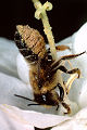 Blattschneiderbiene Megachile willughbiella Weibchen und Video
