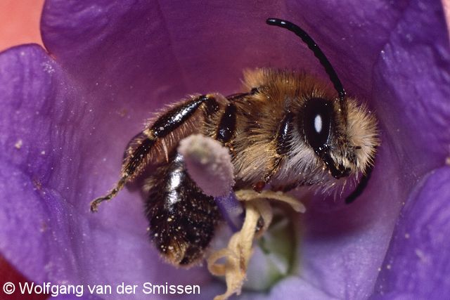 Sägehornbiene Melitta haemorrhoidalis Männchen