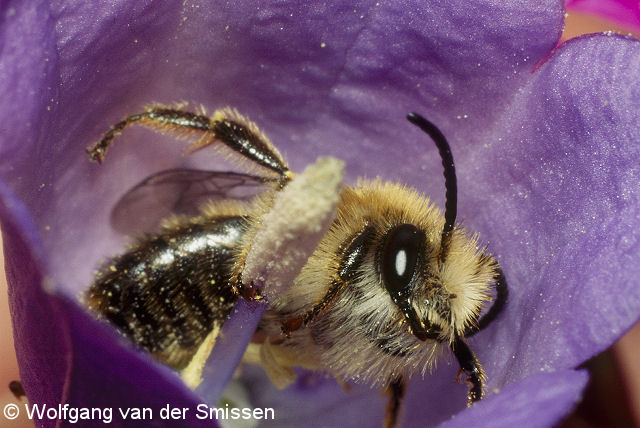 Sägehornbiene Melitta haemorrhoidalis Männchen