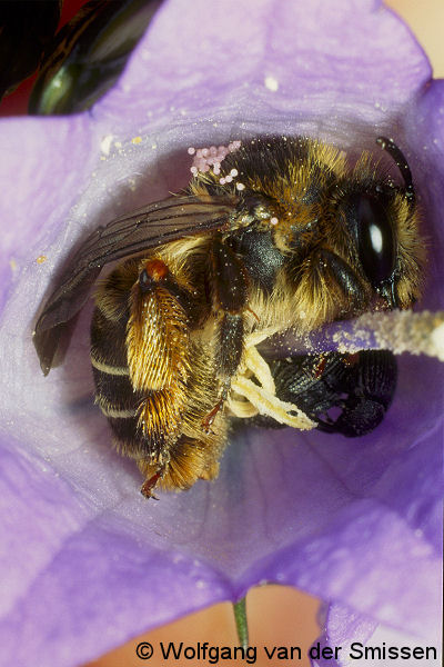 Sägehornbiene Melitta tricincta Weibchen