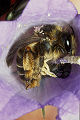 Sägehornbiene Melitta haemorrhoidalis Weibchen
