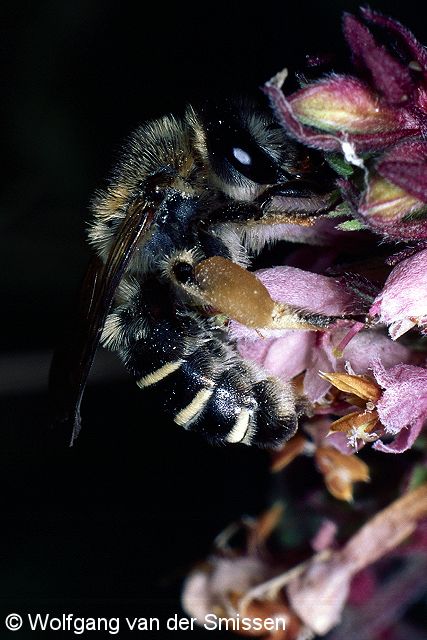 Sägehornbiene Melitta tricincta Weibchen