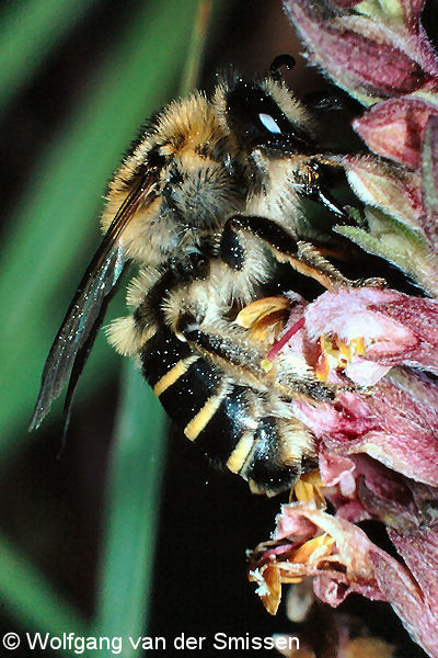 Sägehornbiene Melitta tricincta Weibchen