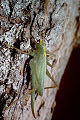 Feldheuschrecke Meconema thalassinum (Gemeine Eichenschrecke) Weibchen