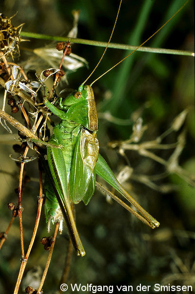 Laubheuschrecke Metrioptera bicolor (Zweifarbige Beißschrecke) Männchen