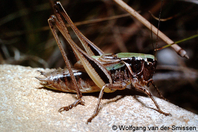 Laubheuschrecke Metrioptera brachyptera (Kurzflügelige Beißschrecke) Männchen