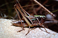 Laubheuschrecke Metrioptera brachyptera (Kurzflügelige Beißschrecke) Männchen