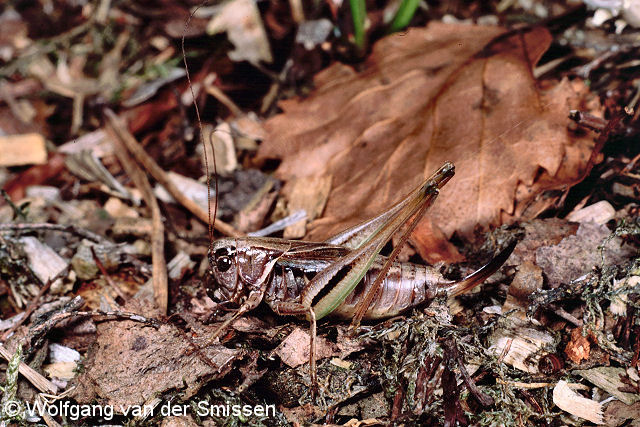 Laubheuschrecke Metrioptera brachyptera (Kurzflügelige Beißschrecke) Weibchen