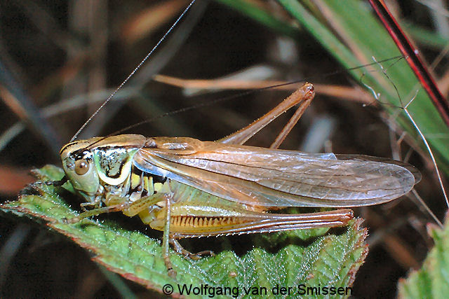 Laubheuschrecke Metrioptera roeseli (Roesels Beißschrecke) Männchen