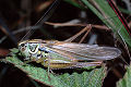 Laubheuschrecke Metrioptera roeseli (Roesels Beißschrecke) Männchen