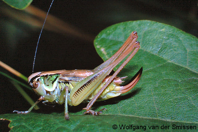 Laubheuschrecke Metrioptera roeseli (Roesels Beißschrecke) Weibchen