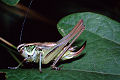 Laubheuschrecke Metrioptera roeseli (Roesels Beißschrecke) Weibchen
