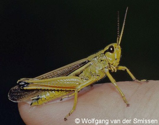 Feldheuschrecke Stethophyma grossum (Sumpfschrecke) Männchen