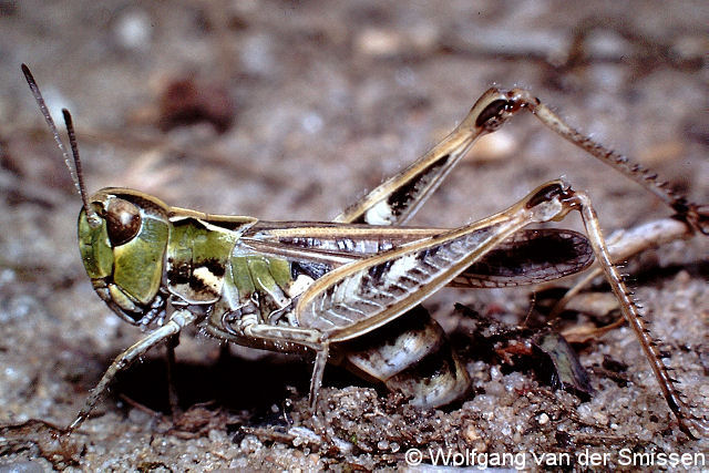 Feldheuschrecke Myrmeleotettix maculatus (Gefleckte Keulenschrecke) Weibchen