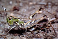 Feldheuschrecke Myrmeleotettix maculatus (Gefleckte Keulenschrecke) Weibchen