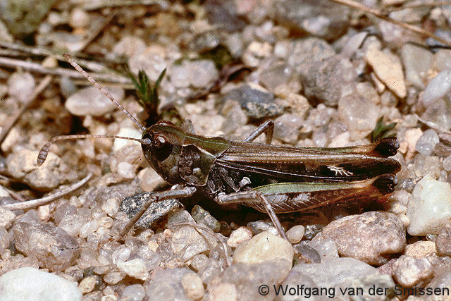 Feldheuschrecke Myrmeleotettix maculatus (Gefleckte Keulenschrecke) Männchen