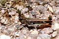 Feldheuschrecke Myrmeleotettix maculatus (Gefleckte Keulenschrecke) Männchen