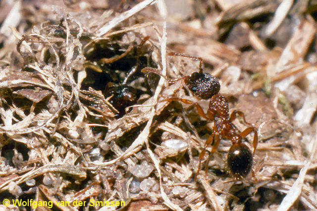 Knotenameise Myrmica schencki Arbeiterin am Nesteingang