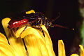 Wespenbiene Nomada fabriciana Weibchen