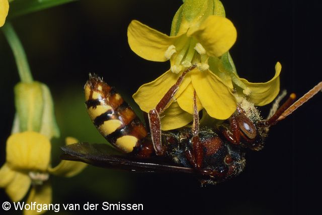 Wespenbiene Nomada flava Weibchen