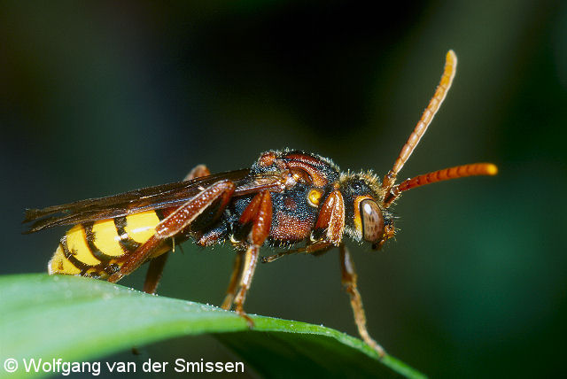 Wespenbiene Nomada flava Weibchen