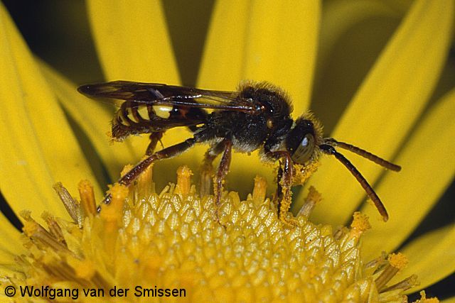 Wespenbiene Nomada flava Männchen