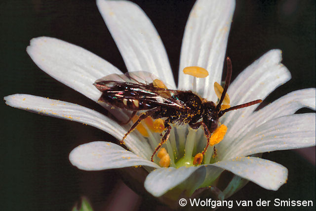 Wespenbiene Nomada flavoguttata Männchen