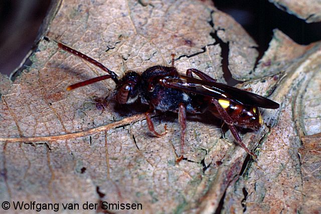 Wespenbiene Nomada flavoguttata Weibchen