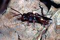 Wespenbiene Nomada flavoguttata Weibchen