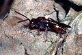 Wespenbiene Nomada flavoguttata Weibchen