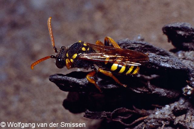 Wespenbiene Nomada goodeniana Weibchen