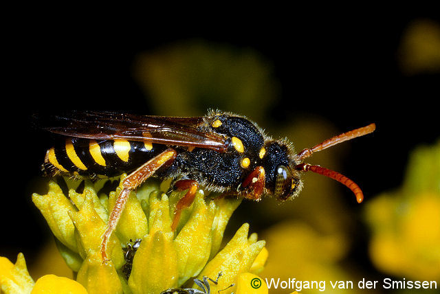 Nomada goodeniana Weibchen