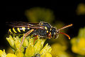 Wespenbiene Nomada goodeniana Weibchen