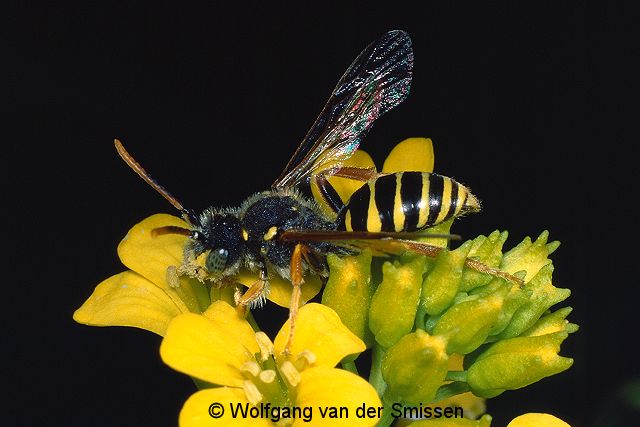 Wespenbiene Nomada goodeniana Männchen