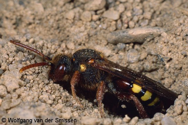 Wespenbiene Nomada lathburiana Weibchen