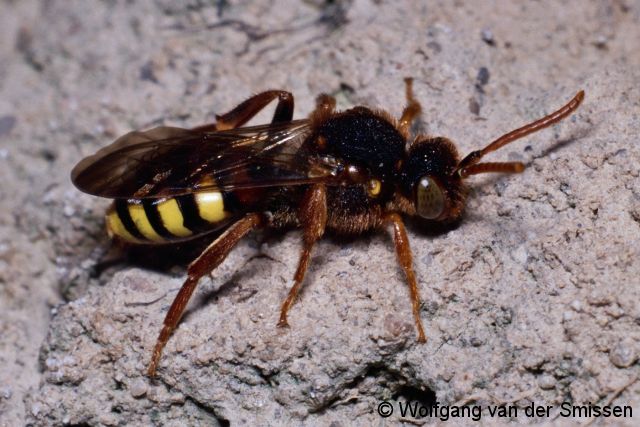 Wespenbiene Nomada lathburiana Weibchen