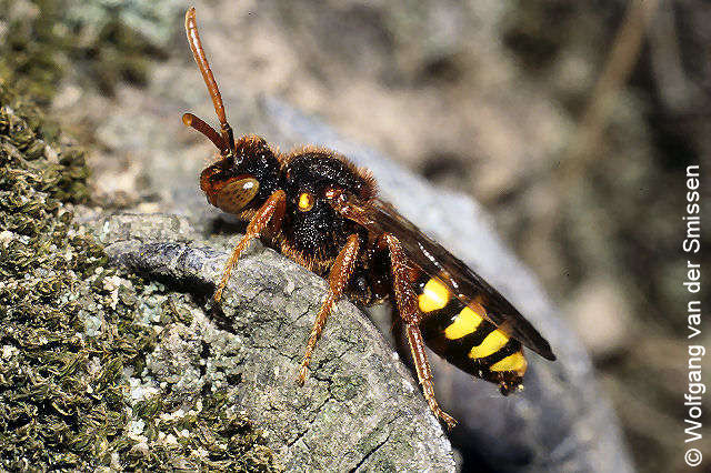 Wespenbiene Nomada lathburiana Weibchen