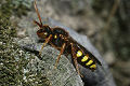 Wespenbiene Nomada lathburiana Weibchen