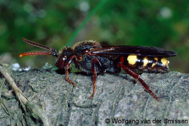 Wespenbiene Nomada leucophthalma Weibchen