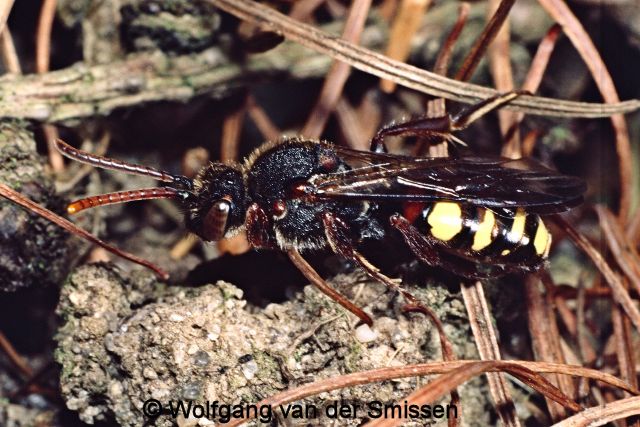 Wespenbiene Nomada leucophthalma Weibchen