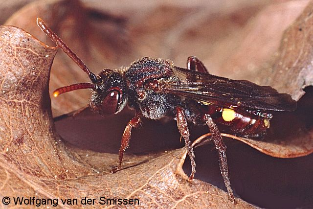 Wespenbiene Nomada moeschleri Weibchen