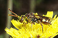 Wespenbiene Nomada ruficornis Weibchen