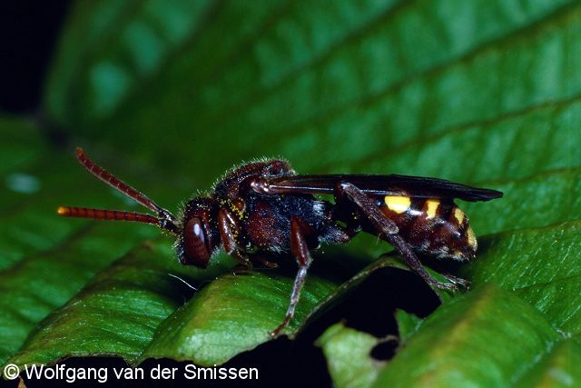 Wespenbiene Nomada ruficornis Weibchen