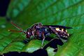 Wespenbiene Nomada ruficornis Weibchen