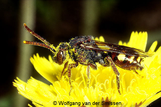 Wespenbiene Nomada ruficornis Weibchen